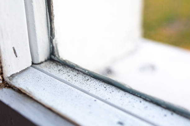 Best Residential Mold Inspection & Testing  in El Monte, CA