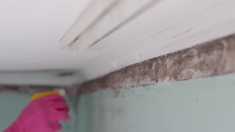 Trusted El Monte, CA Mold Removal Experts
